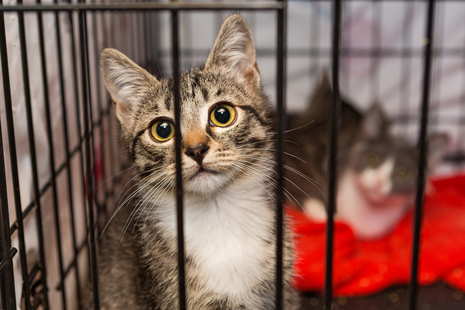 SPA une vie en famille pour une centaine d’animaux