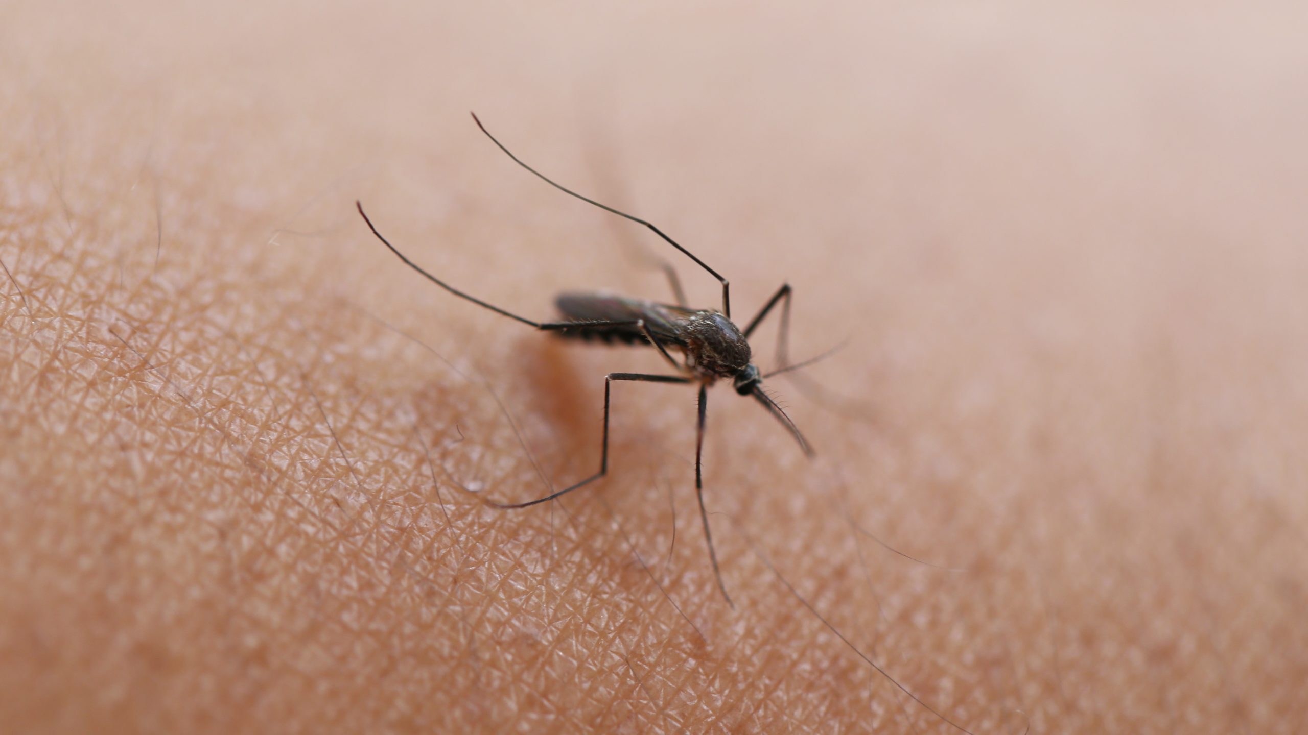 HOHXFYP Bâton De Soulagement Des Démangeaisons D'insectes, Alimenté Par USB, Traitement Rapide Sans Produits Chimiques Avec Soulagement Des Symptômes De Chaleur Des Piqûres De Moustiques Pour Tous Les