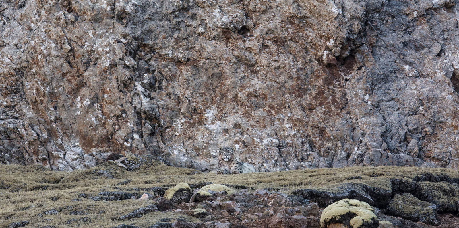 Saurez-vous apercevoir la Panthère des Neiges de Vincent Munier dans son paysage naturel ?
