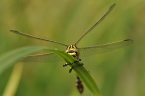 Sortie nature : A la découverte des libellules