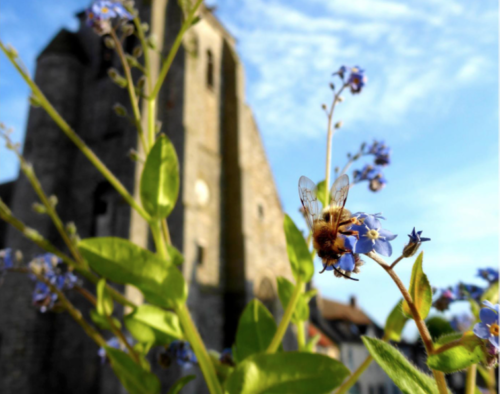 Fête de la biodiversité : Épinal cible l'alimentation durable