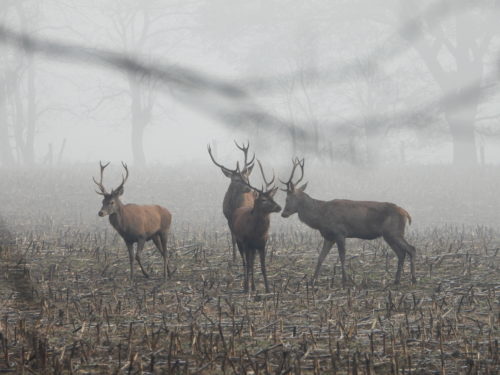 Expo : Faune et Flore des paysages d'ici et d'ailleurs à découvrir à Vittel