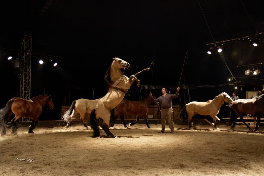 L'Equ'Crin d'Olima de Chantraine propose le spectacle