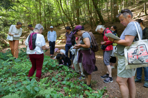 Atlas de la biodiversité : Épinal organise une balade botanique en milieu urbain