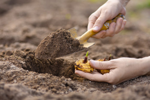 Jardinage : donnez du peps à votre jardin pour anticiper déjà le printemps avec les plantes à bulbes