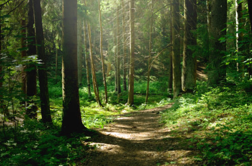 Journée de la forêt : l'écologie sort du bois à Thaon-les-Vosges