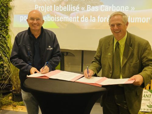 Reboisement des forêts vosgiennes : Vosgelis et l'ONF signent un partenariat pour replanter 2 800 arbres