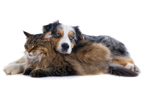 Chien et chat : soigner son compagnon naturellement