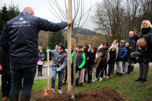 Bruyères : un nouveau verger partagé va être inauguré dans le quartier Humbert