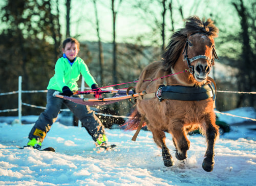 Zoom sur le ski-joëring à La Bresse une activité hivernale qui allie ski et cheval