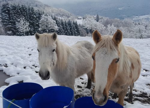 Zoom sur le ski-joëring à La Bresse une activité hivernale qui allie ski et cheval