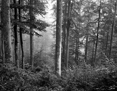 "Béance" : une exposition photographique à Remireront, sur la forêt de Fresse-sur-Moselle