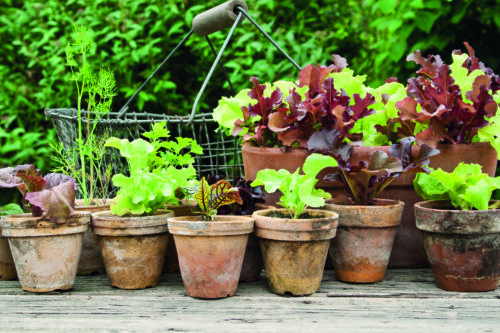 Jardinage : Pourquoi faire pousser des salades en pot ?