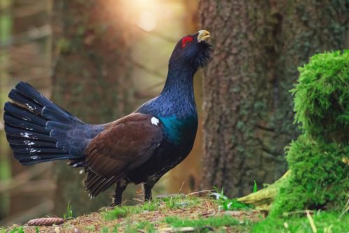 La Préfecture des Vosges entend bien renforcer la présence du Grand Tétras sur le massif