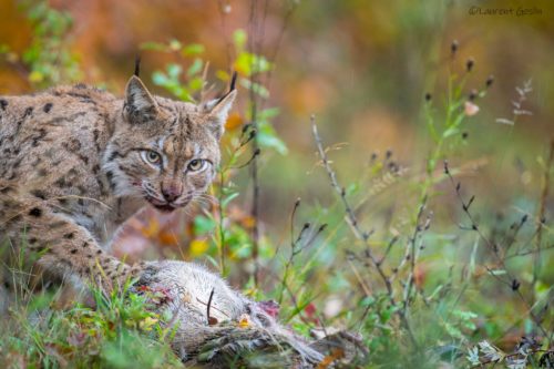 Natur'images : l'art de capter la nature en images à Tignécourt