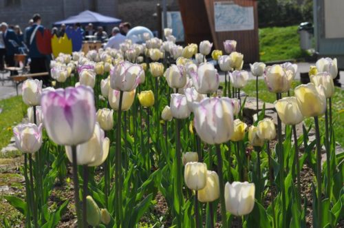 Célébrez le printemps avec le retour de la fête de la tulipe à La-Vôge-les-Bains !