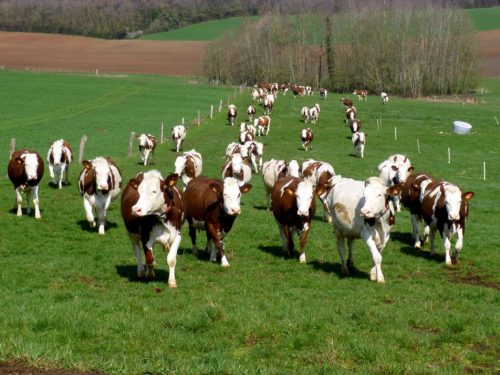 Concours des pratiques Agro-écologiques : les agriculteurs vosgiens mises sur le respect de l'environnement