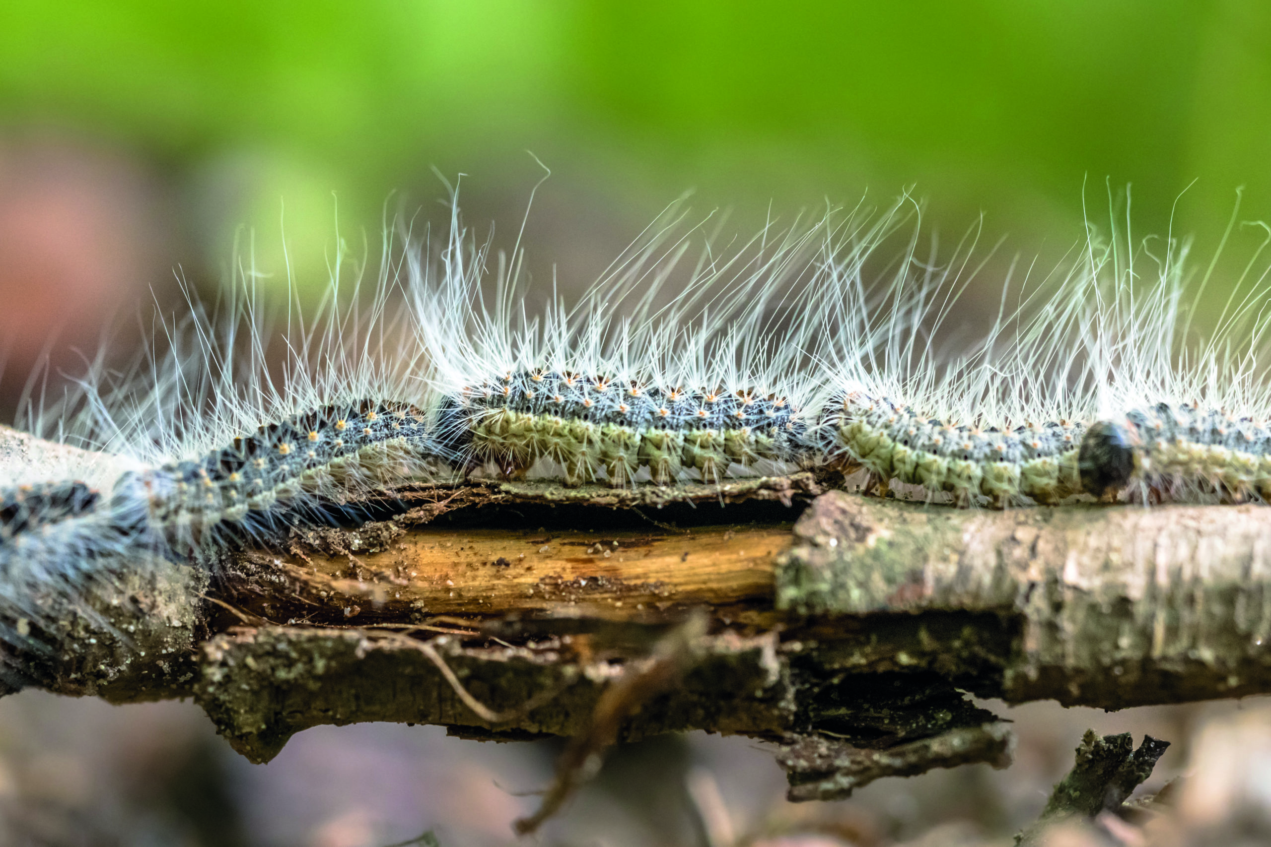 Allergies Attention, chenilles processionnaires en vue dans les