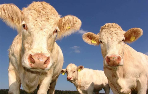 "Rencontres à la Ferme" : prêt à jouer aux apprentis agriculteurs le temps d’une journée dans les Vosges ?