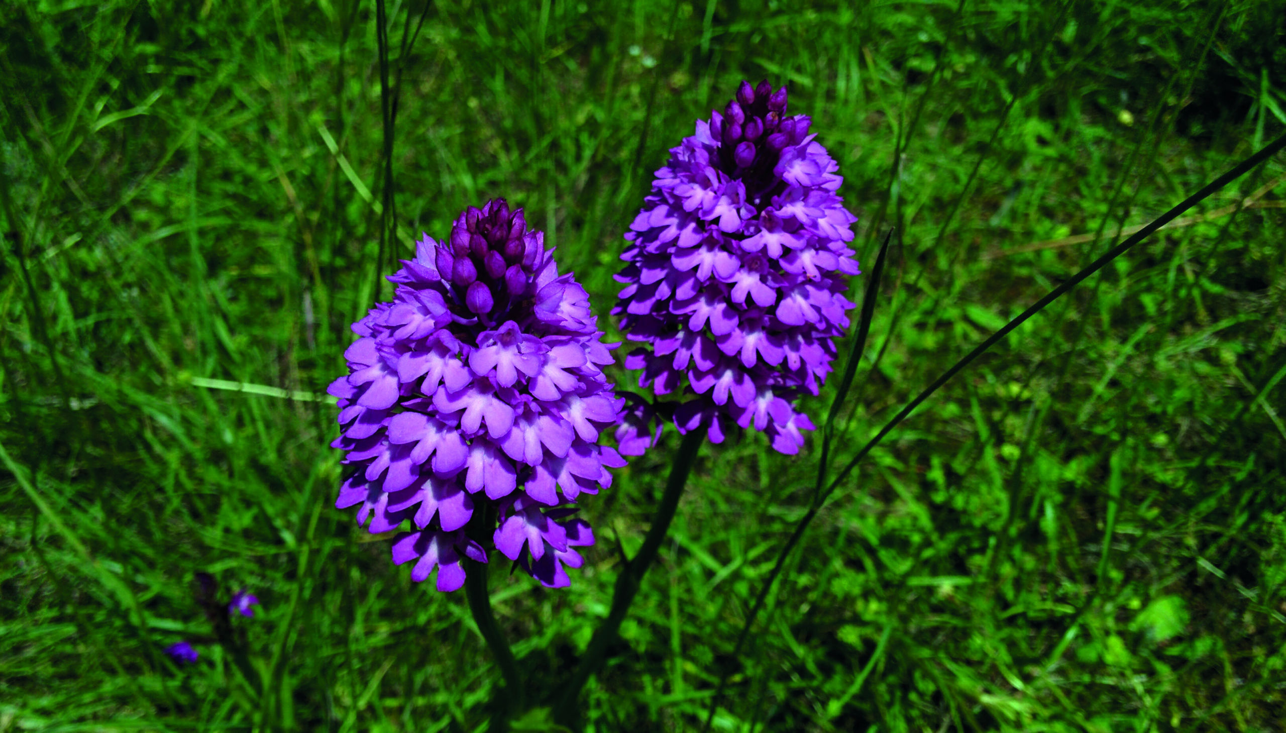 Plante vosgienne de couleur violette.