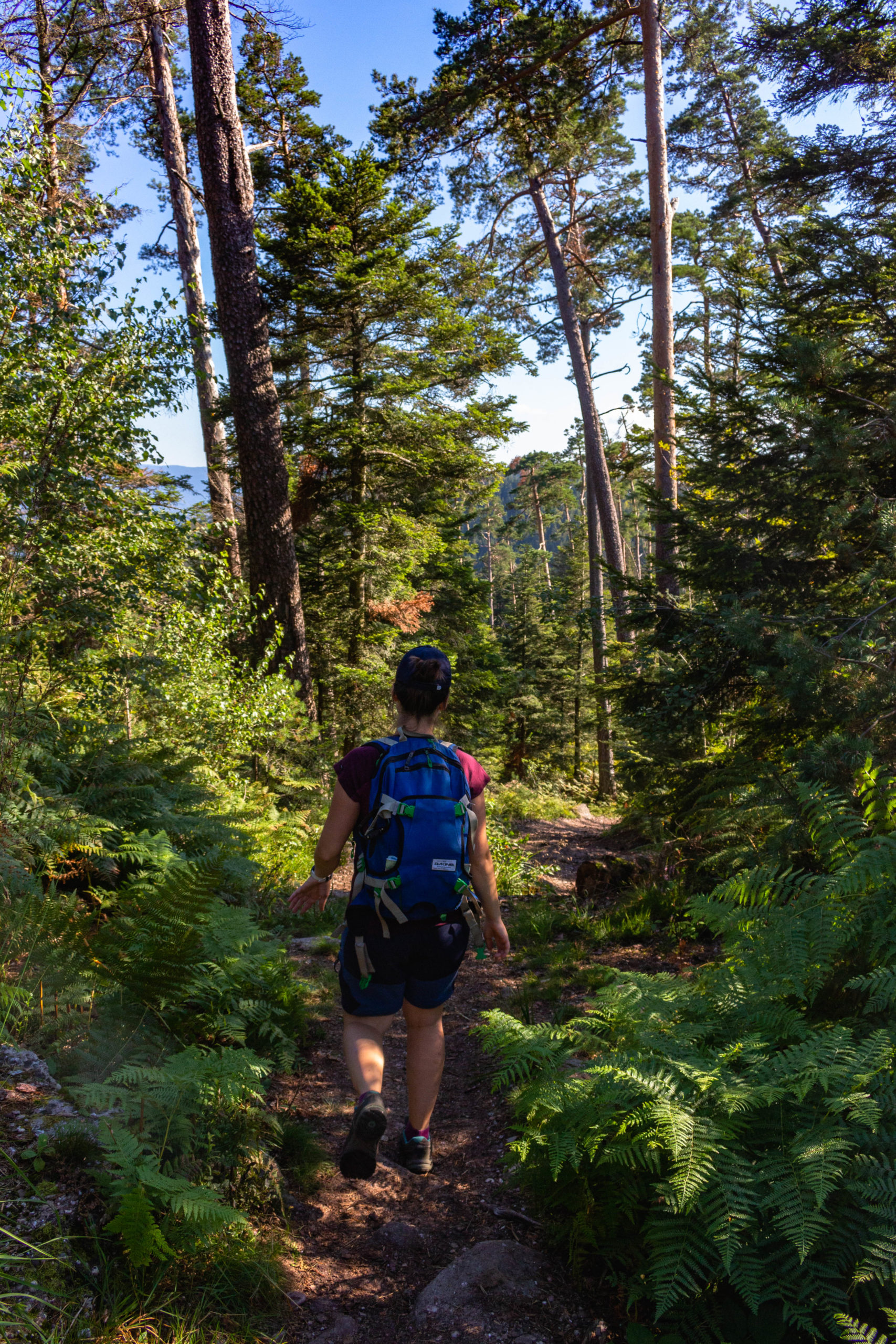 Randonnée dans les Vosges.