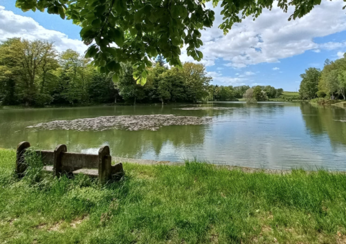 Fête de l'eau et de la rivière : la biodiversité aquatique mise en lumière au Val-d'Ajol