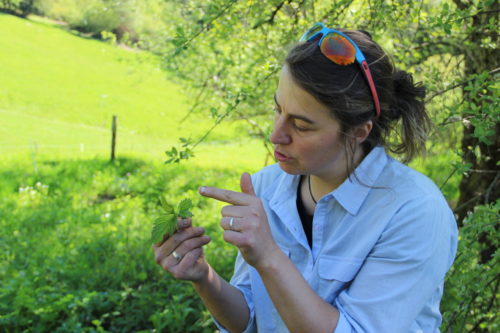 Estivales du Chitelet : A la découverte des plantes "Sauvages et cultivées" et de leurs usages au Col de la Schlucht