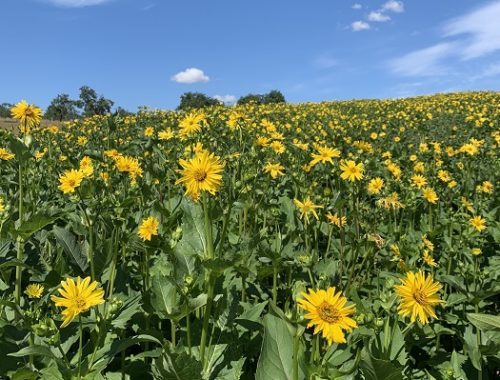 La Silphie : LA plante green de demain qui va remplacer le maïs en tout point