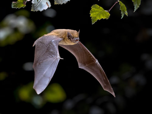 Nuit internationale de la chauve-souris : les reines de la nuit à l’honneur à Wildenstein