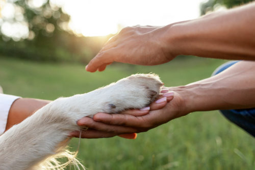 Comment va votre animal de compagnie ? À Saint-Dié-des-Vosges, le salon de protection animale s'en préoccupe