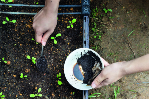 Astuce jardinage : le marc de café, un allié pour votre jardin !