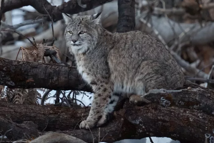 100% Vosges