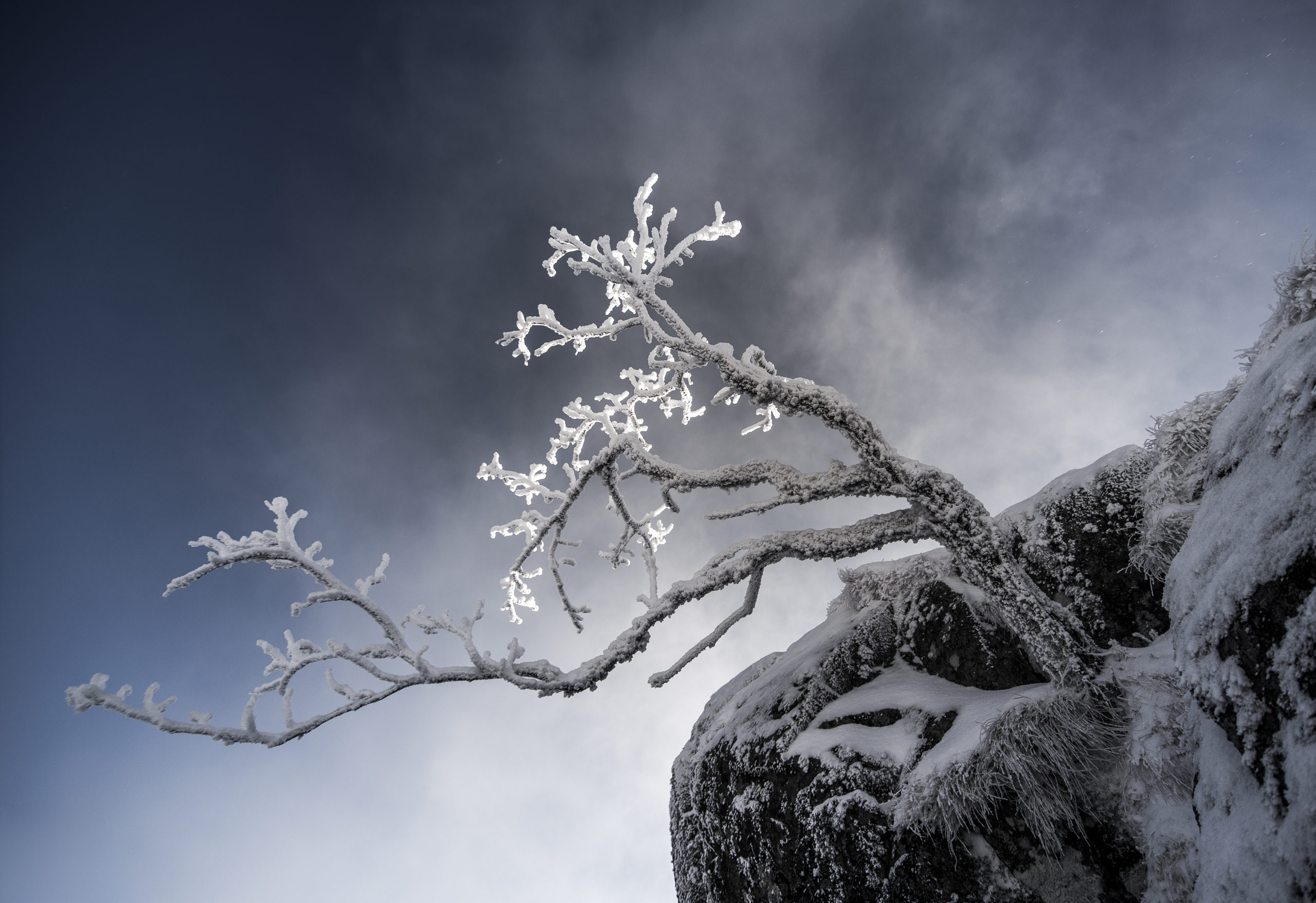 ARBRE N2