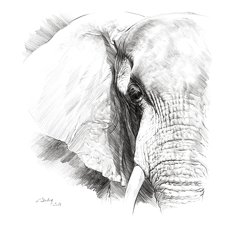Big Five Éléphant