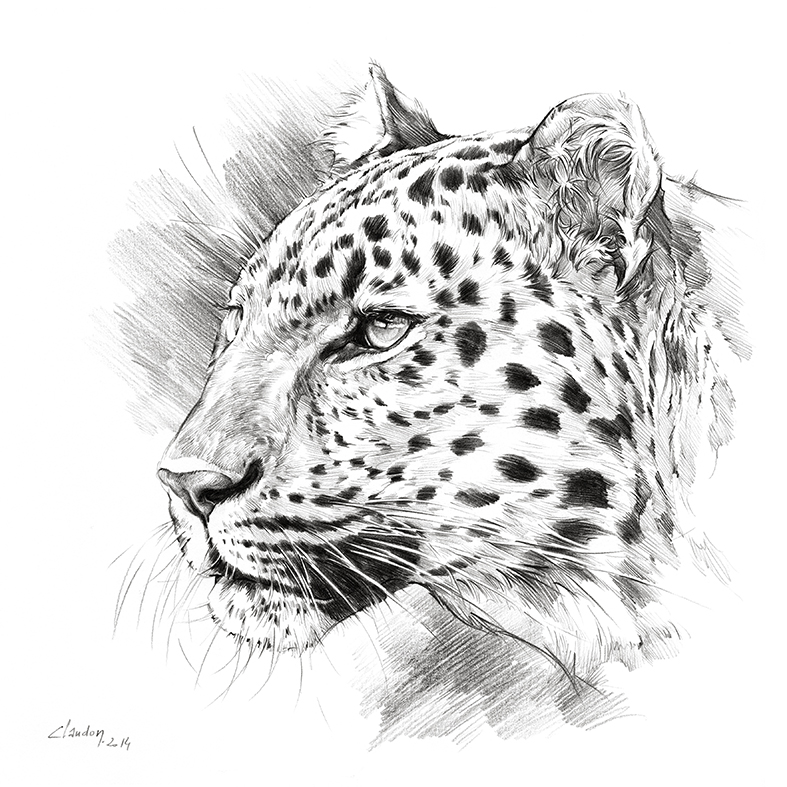 Big Five Léopard