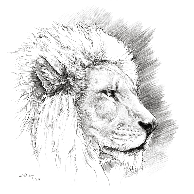 Big Five Lion