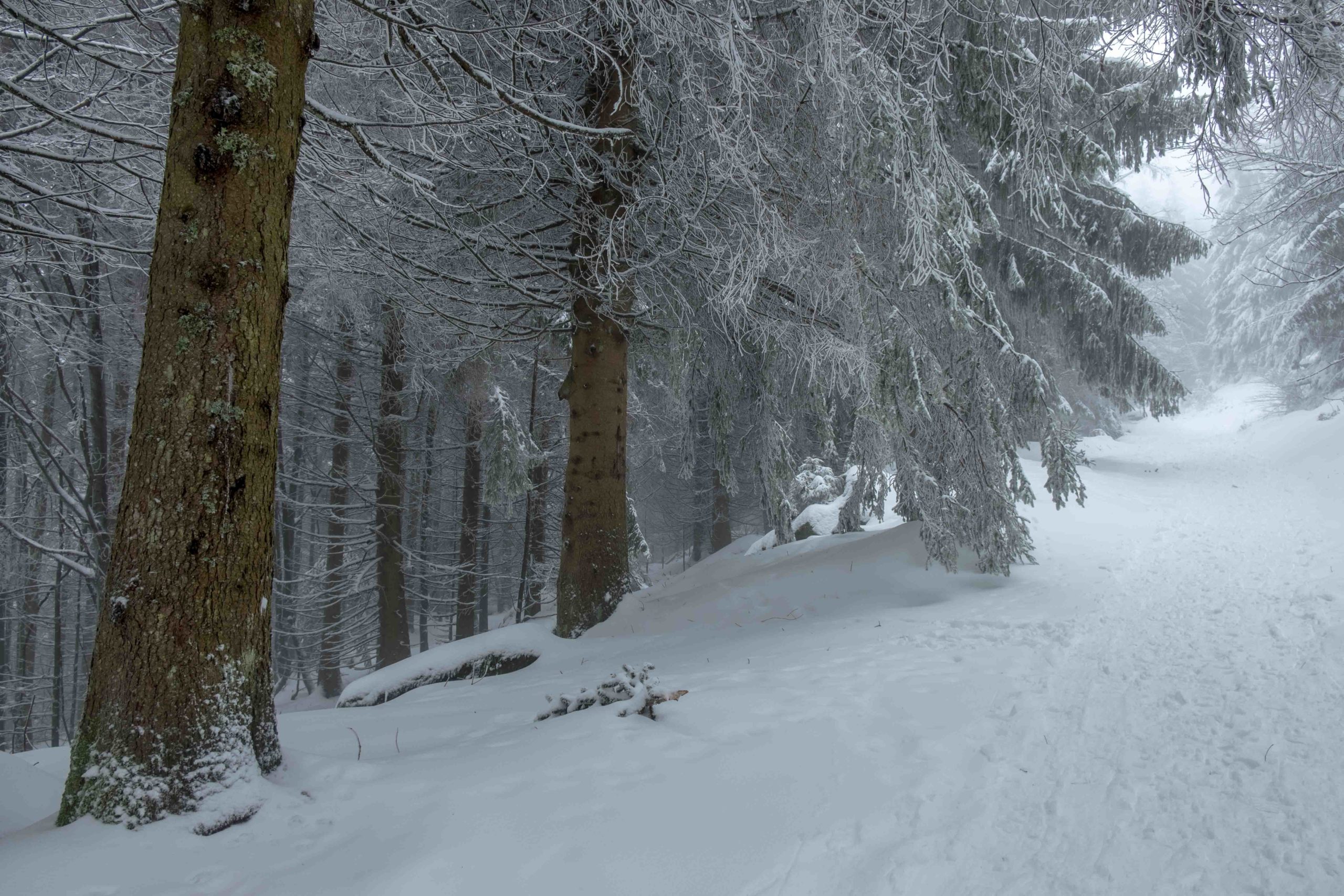 Photos : Les Vosges sous la neige ! 4• 100% Vosges DSCF3486