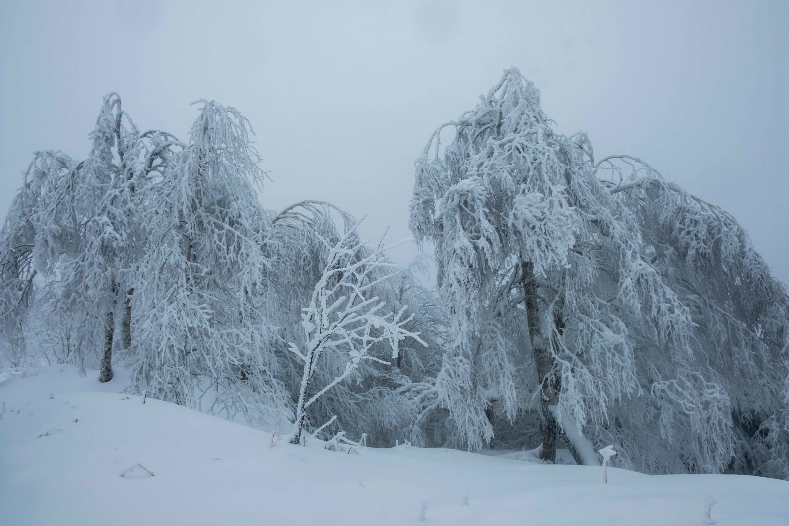 Photos : Les Vosges sous la neige ! 5• 100% Vosges DSCF3509