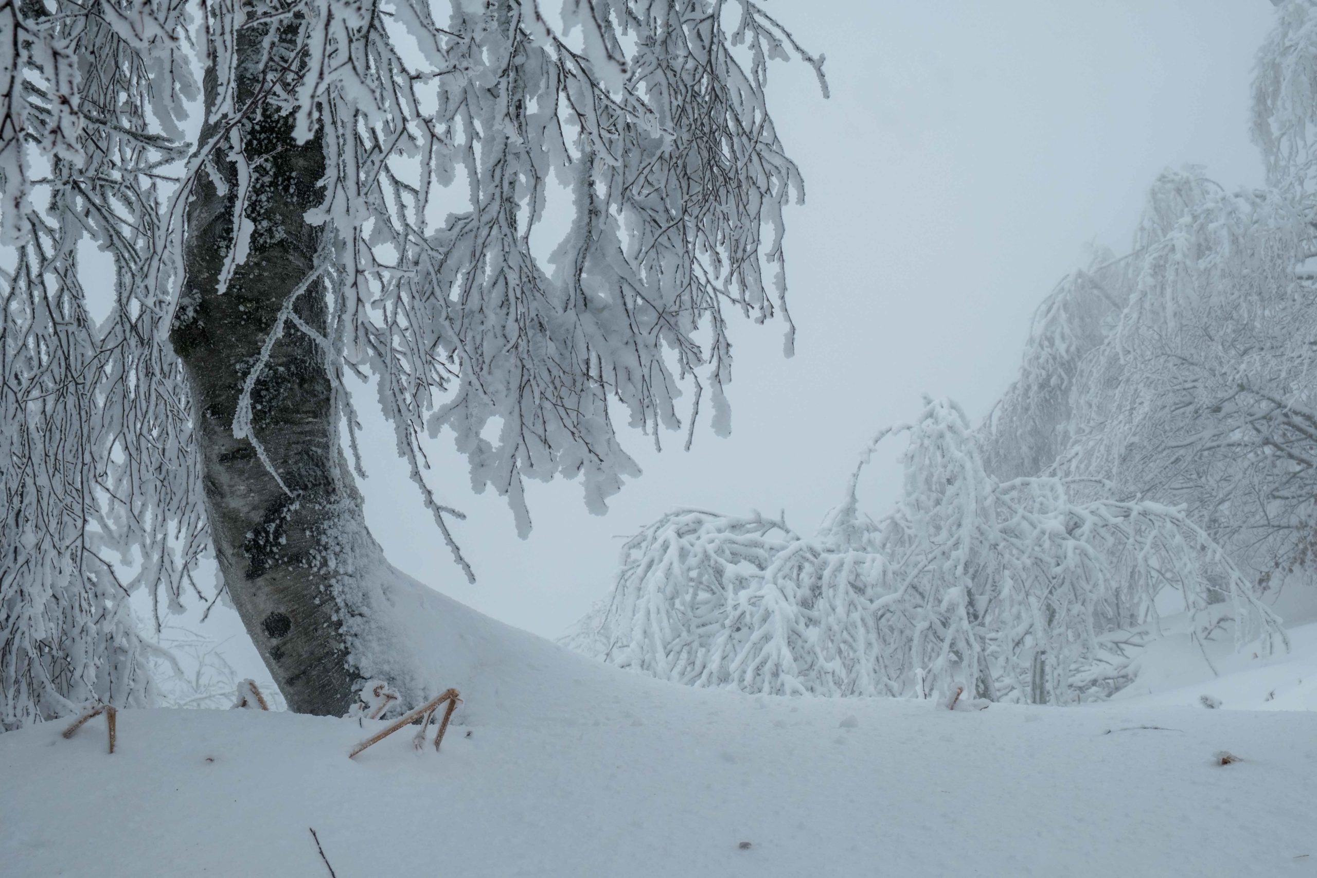 Photos : Les Vosges sous la neige ! 6• 100% Vosges DSCF3515