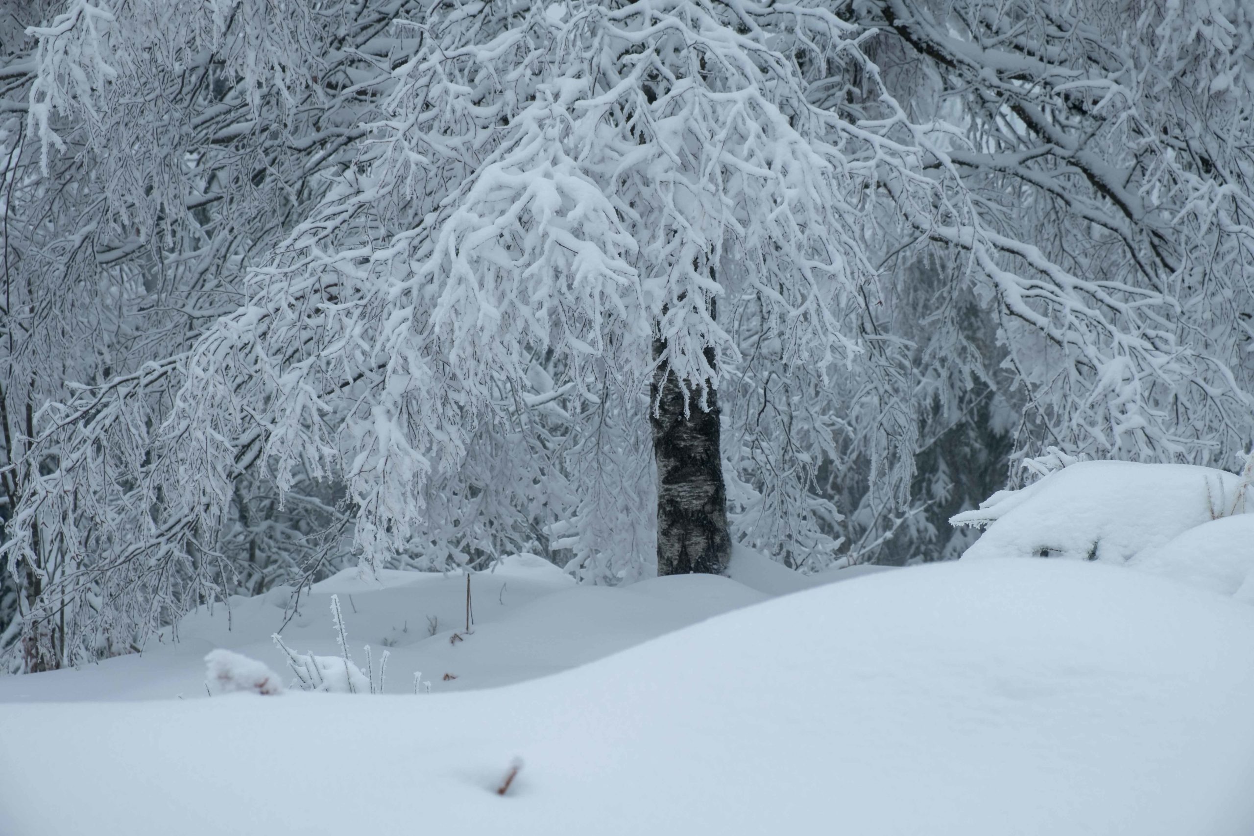 Photos : Les Vosges sous la neige ! 7• 100% Vosges DSCF3529