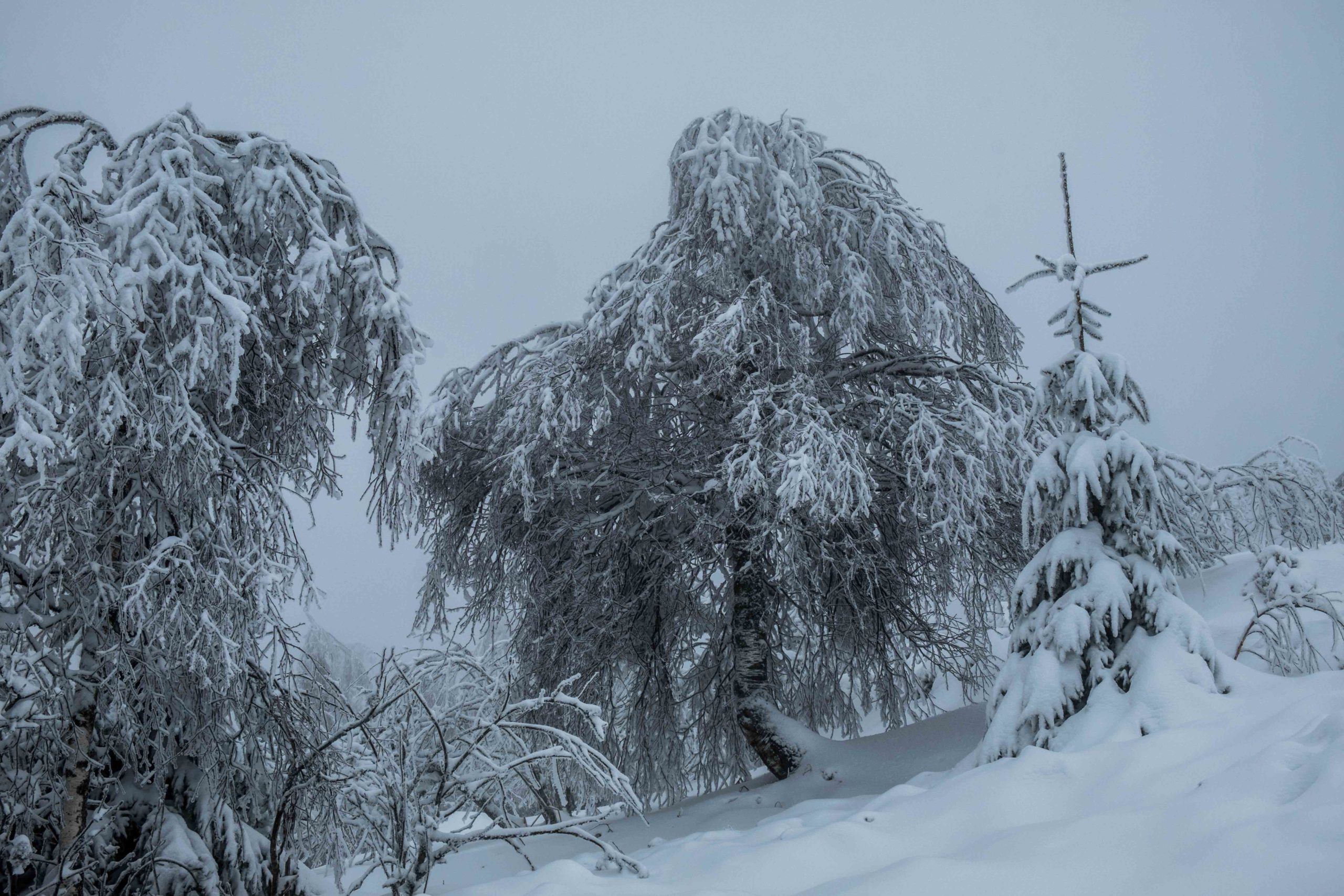 Photos : Les Vosges sous la neige ! 8• 100% Vosges DSCF3542