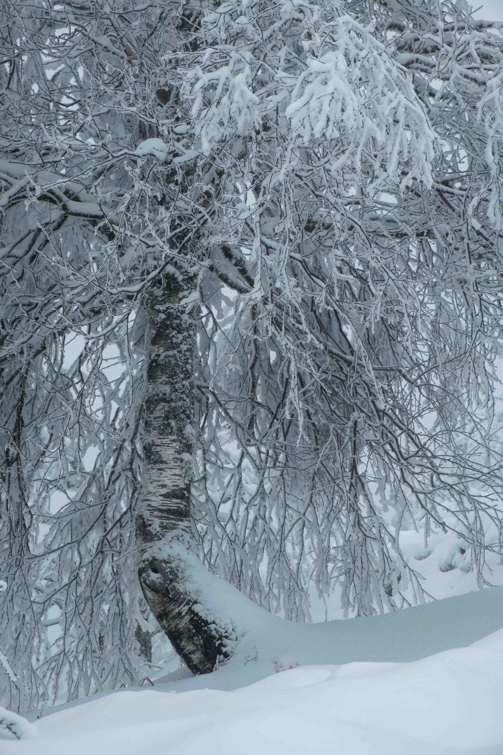 Photos : Les Vosges sous la neige ! 9• 100% Vosges DSCF3543