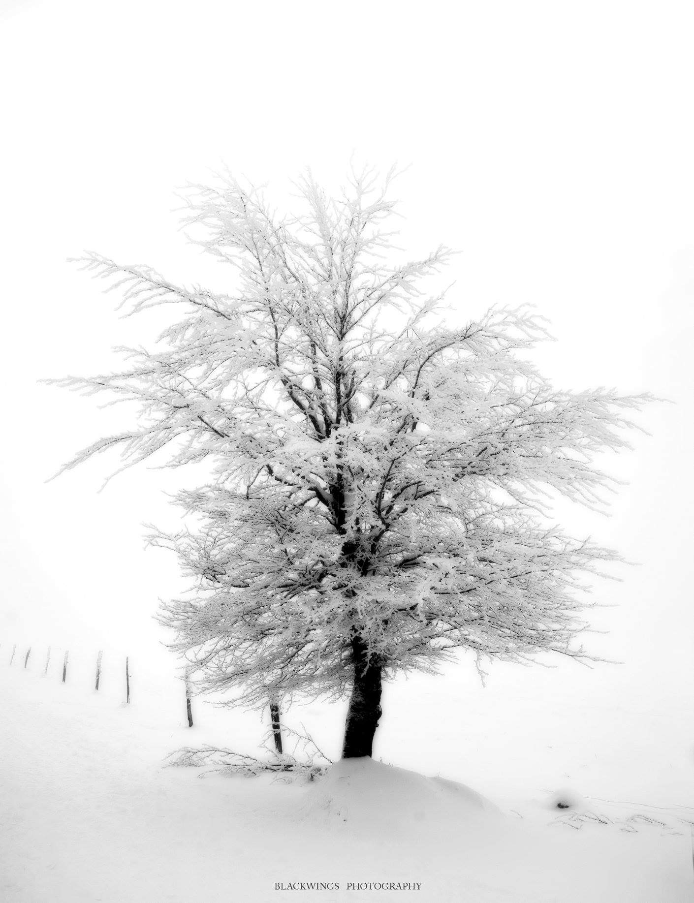 Photos : Les Vosges sous la neige ! 16• 100% Vosges FB_IMG_1547032220152