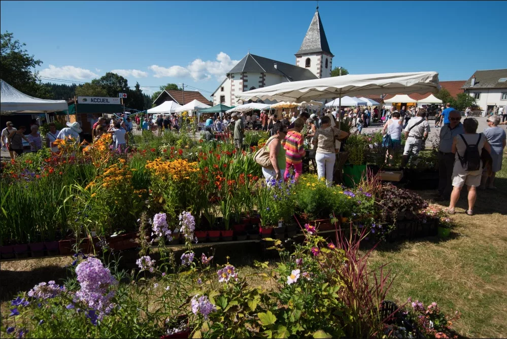 Le marché aux plantes du Haut-du-Tôt : une invitation au vert et pour tous !