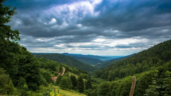 100% Vosges