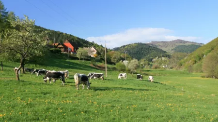 100% Vosges