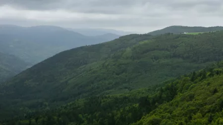 100% Vosges