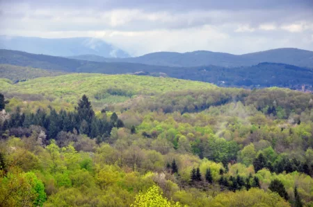 100% Vosges