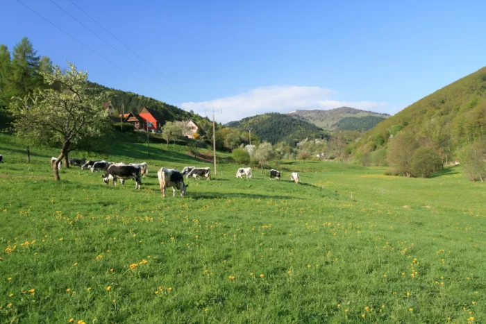 100% Vosges