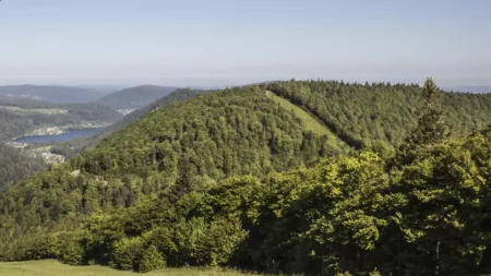 100% Vosges